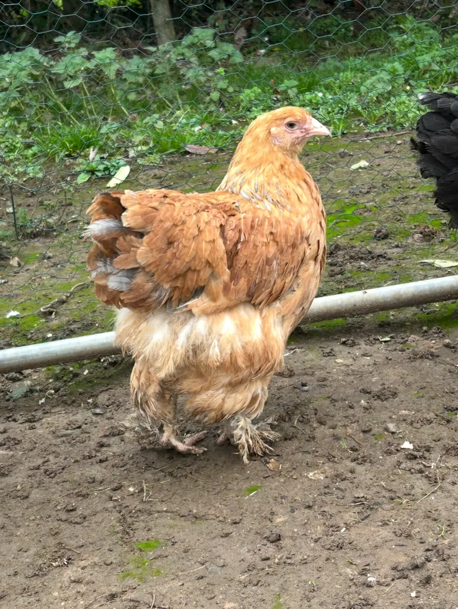 brahmas and barnavelders - Image 4