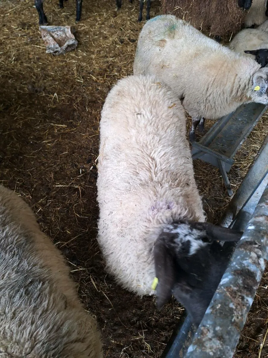 Butchers lambs - Image 1