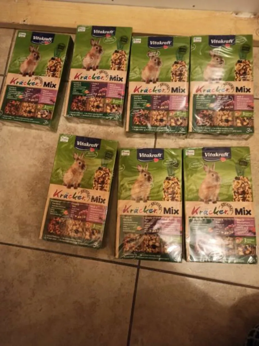 dwart rabbit 2 female - Image 3