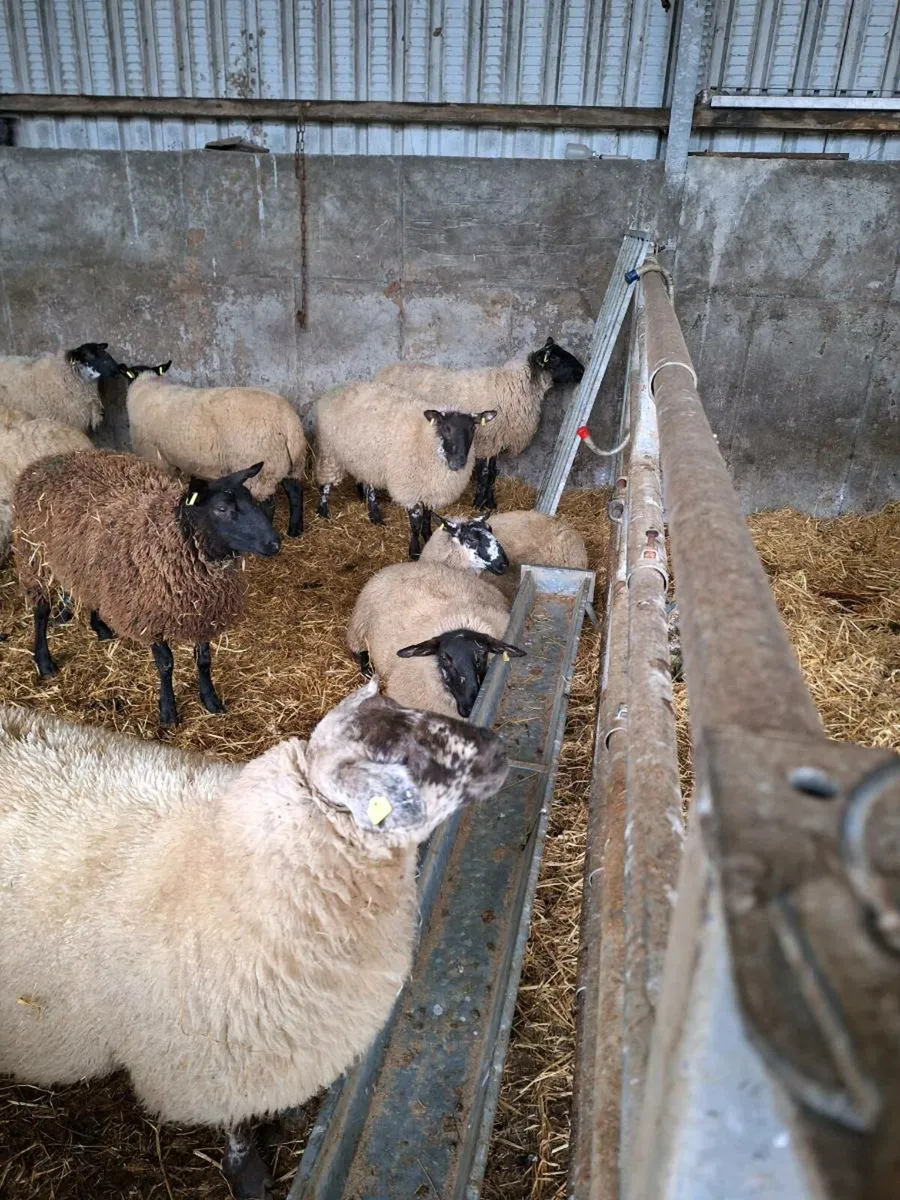 Butchers lambs - Image 2