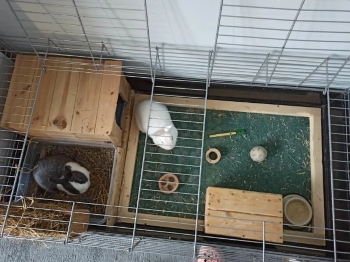 dwart rabbit 2 female - Image 4