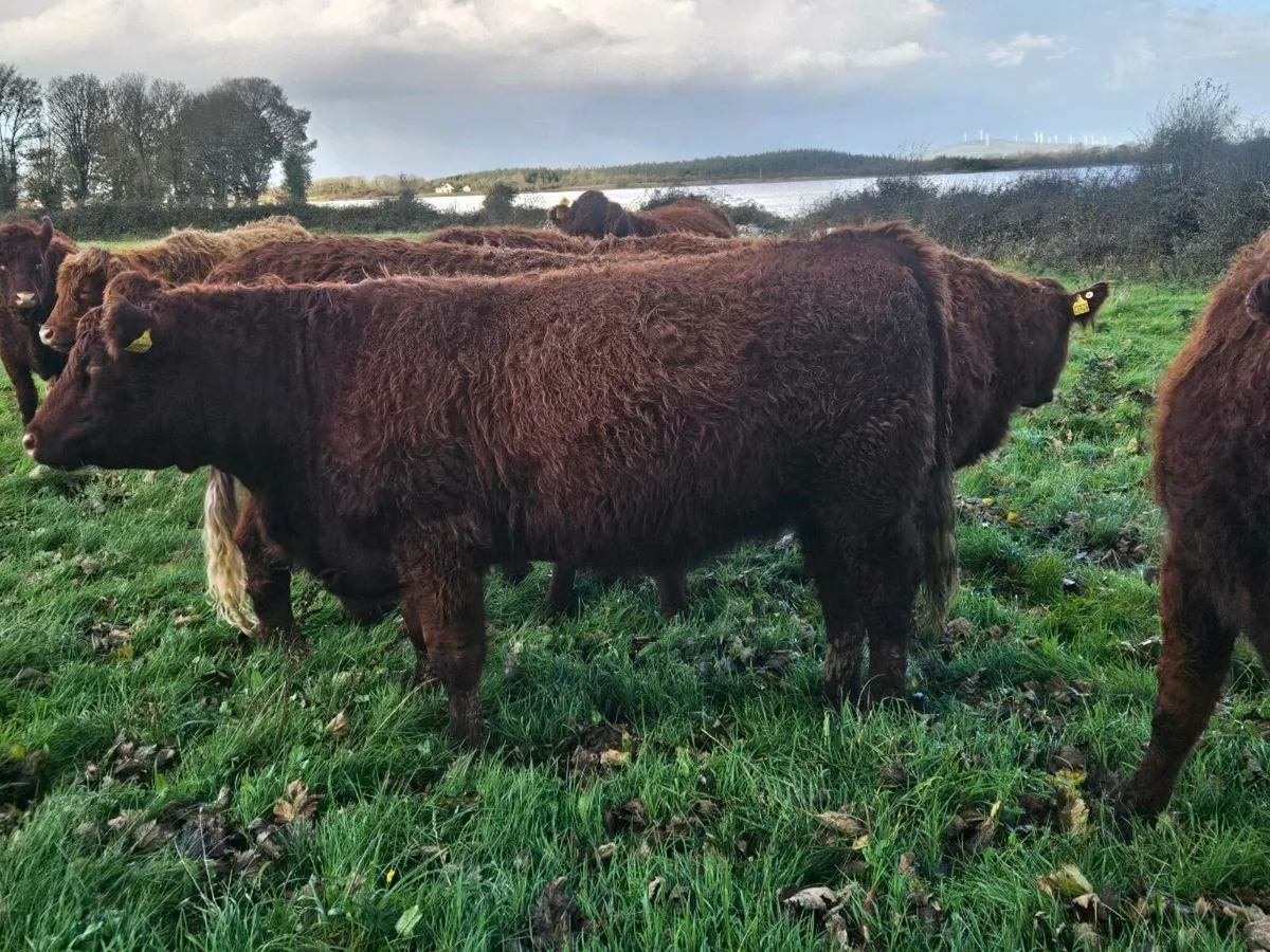 Incalf heofers - Image 2