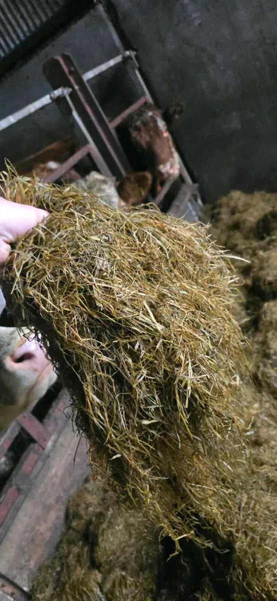 Silage bales - Image 2
