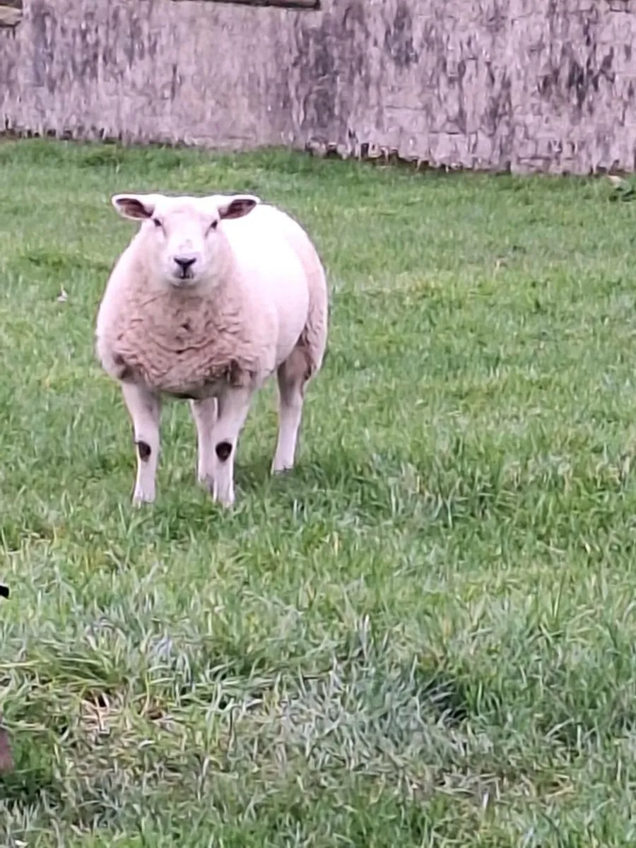Butchers lambs - Image 4
