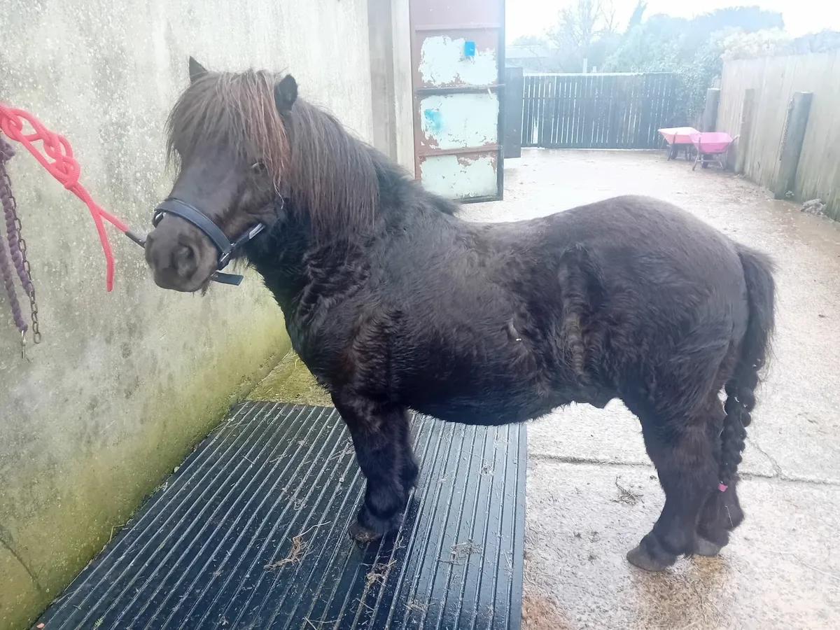 Shetland pony stallion reg - Image 3