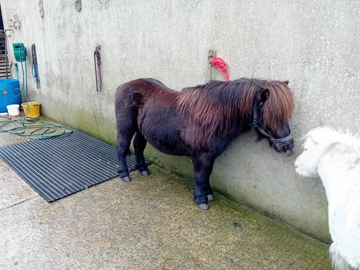 Shetland pony stallion reg - Image 2