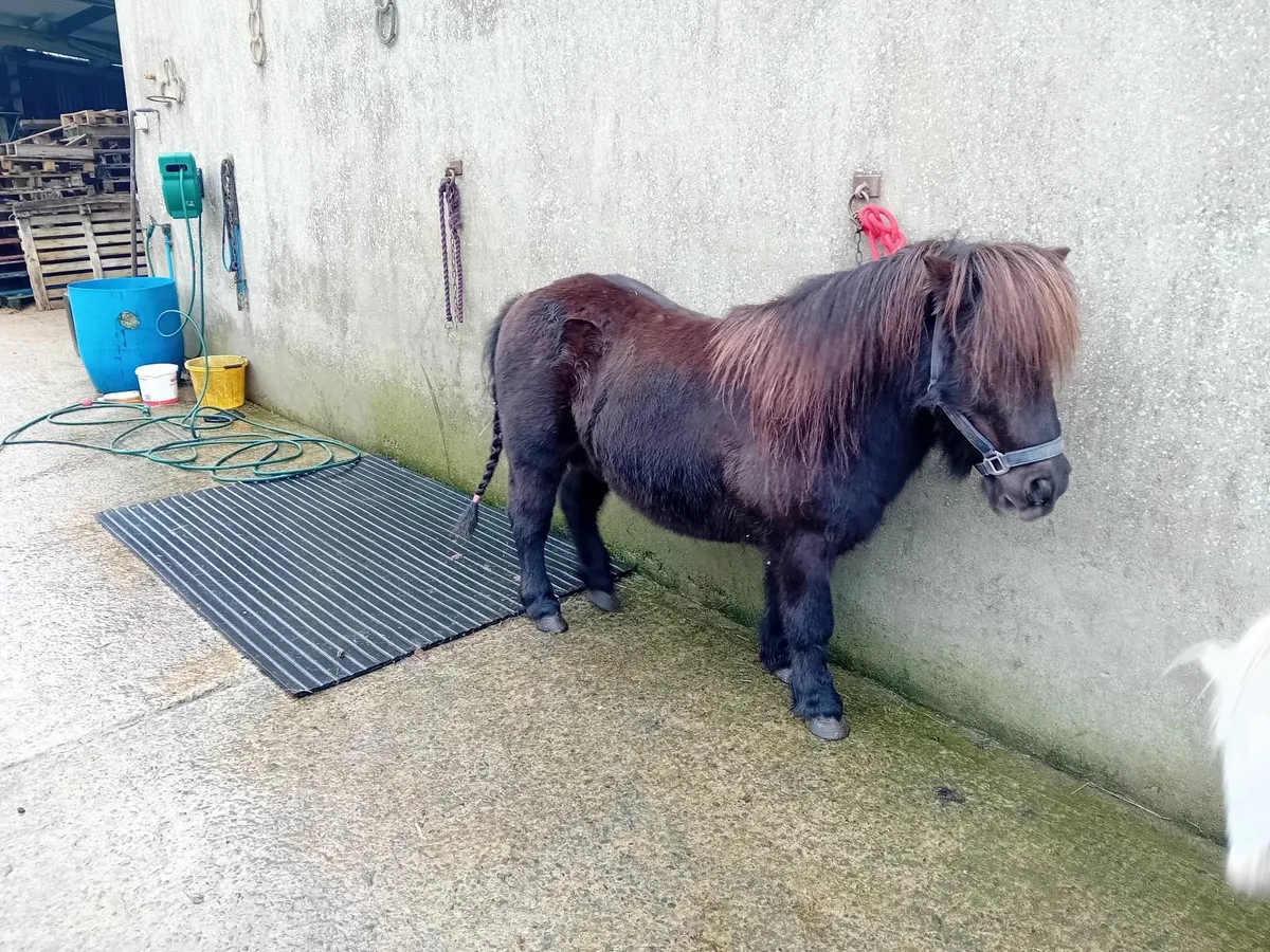 Shetland pony stallion reg - Image 4