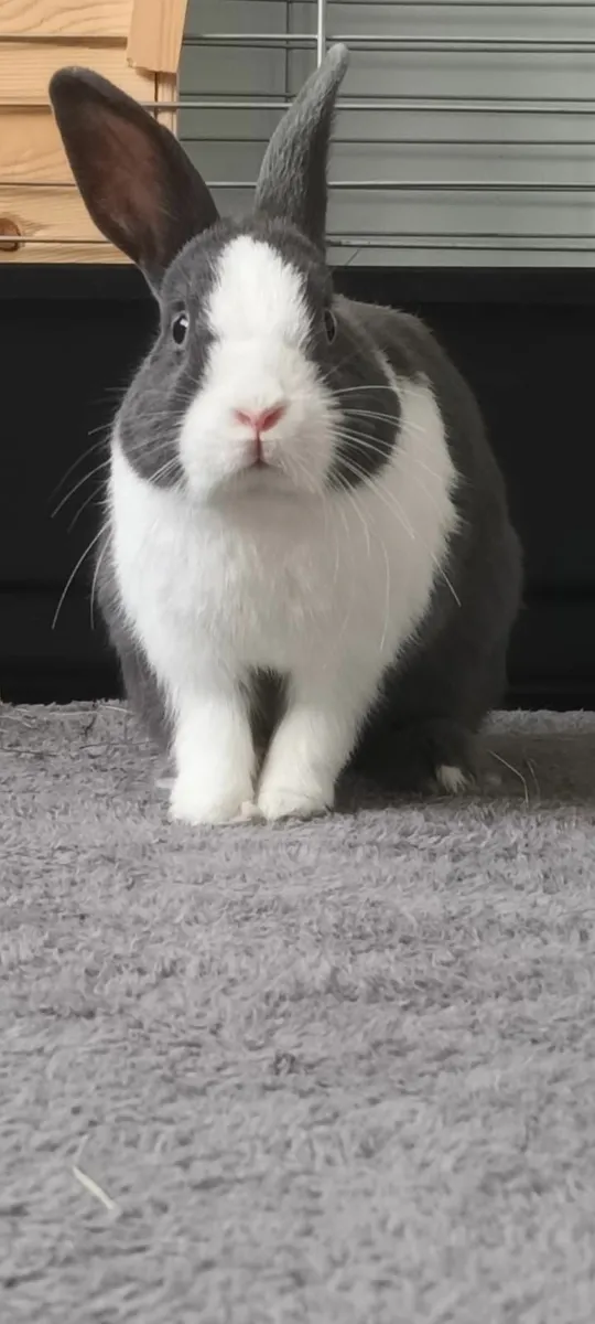 dwart rabbit 2 female - Image 1