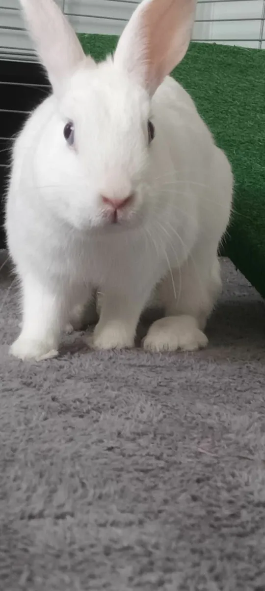 dwart rabbit 2 female - Image 2