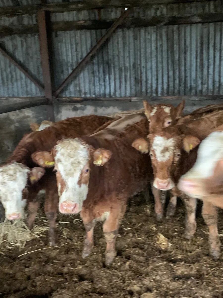 8 super LM/Sim X Heifers for sale - Image 2