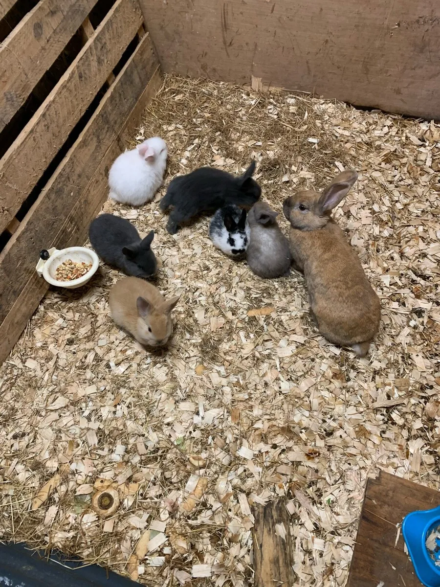 Baby Bunny Rabbits - Image 1