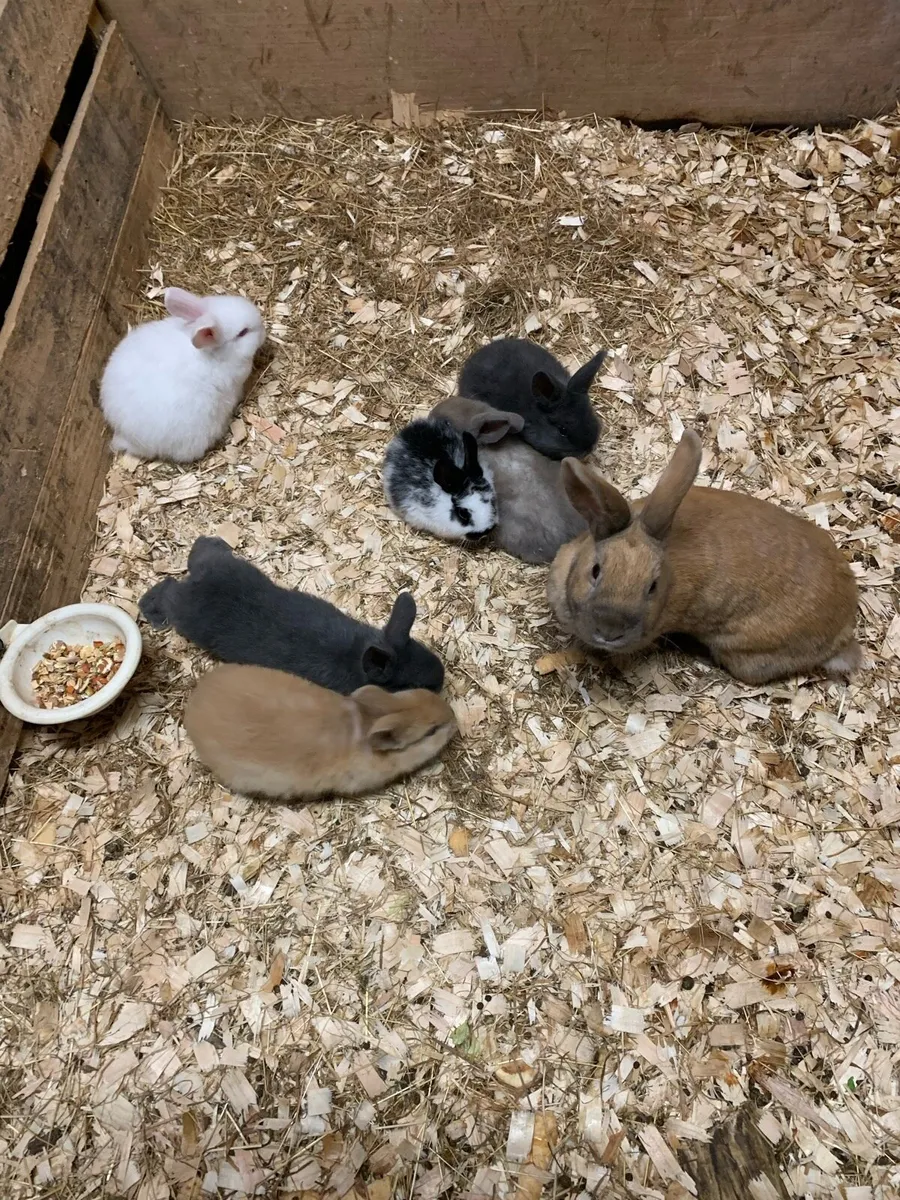 Baby Bunny Rabbits - Image 2