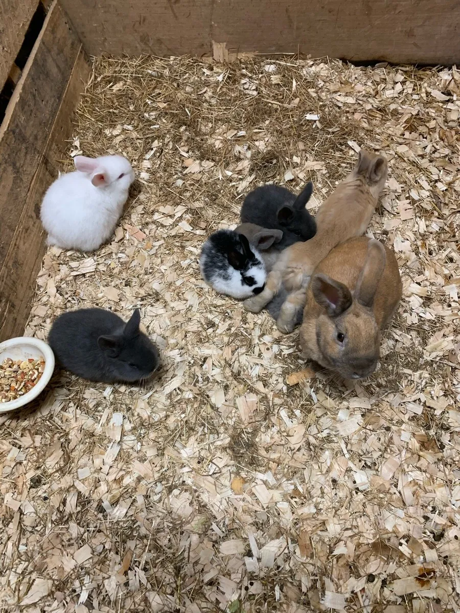 Baby Bunny Rabbits - Image 3