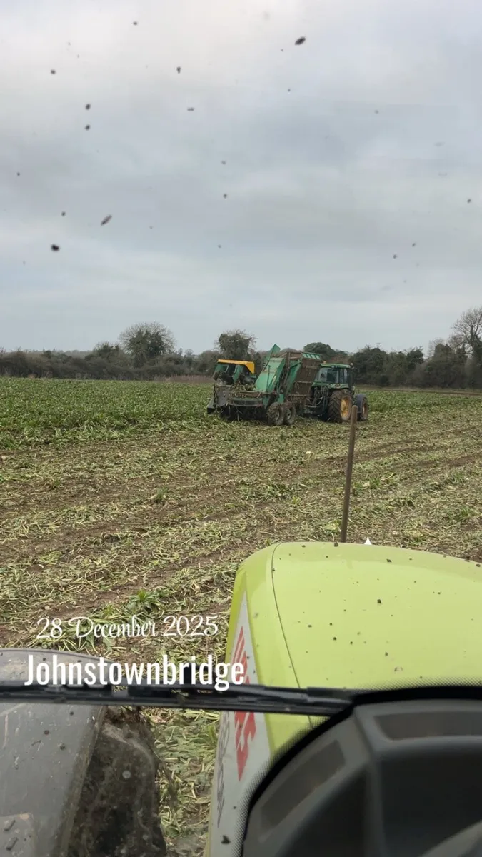 Armer pulled Magnum fodder beet - Image 1
