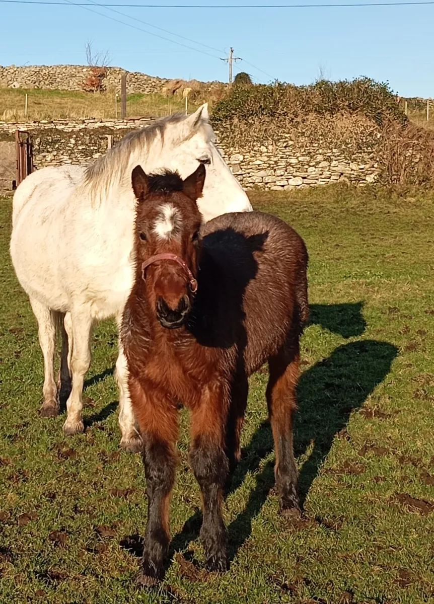 Bohola Mirah Connemara Colt - Image 1