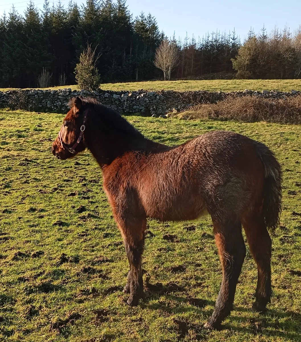 Bohola Mirah Connemara Colt - Image 2