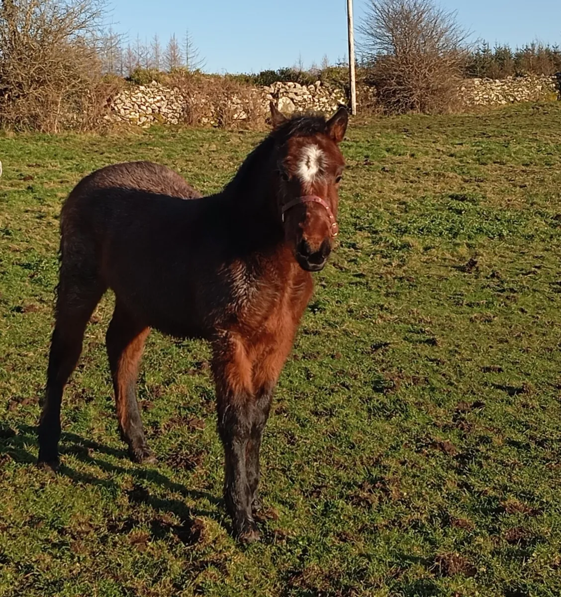 Bohola Mirah Connemara Colt - Image 3