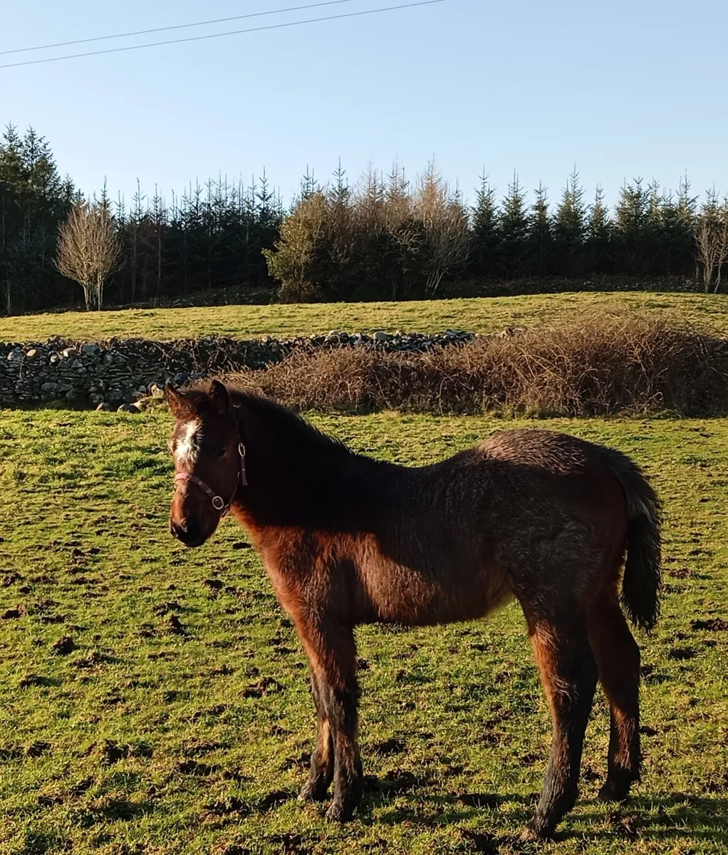 Bohola Mirah Connemara Colt - Image 4