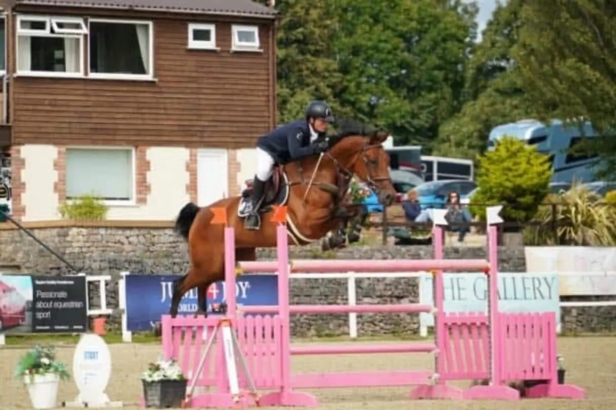 Selection of horses for sale - Image 1