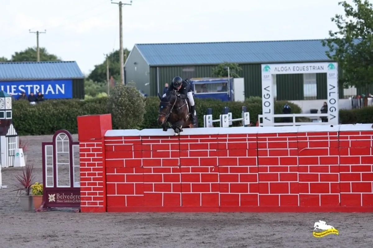 Selection of horses for sale - Image 2