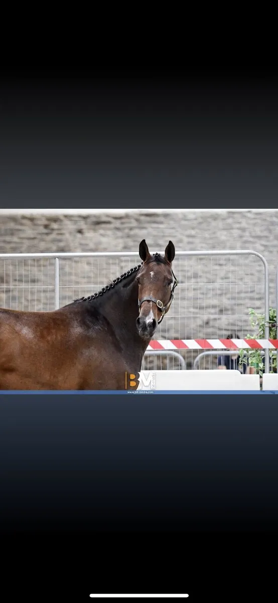 Selection of horses for sale - Image 3