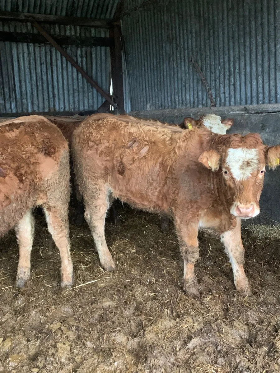 8 super LM/Sim X Heifers for sale - Image 3