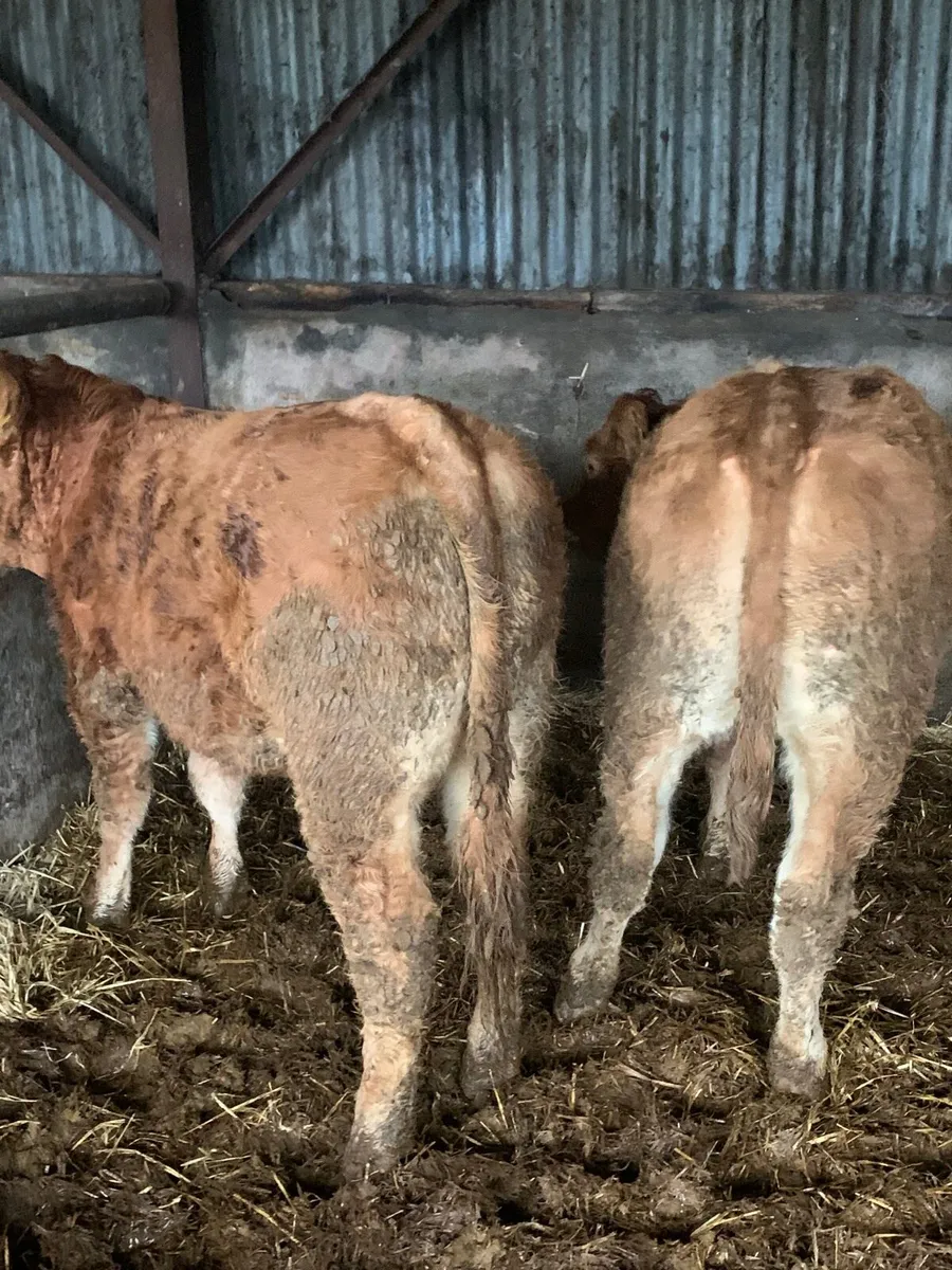 8 super LM/Sim X Heifers for sale - Image 4