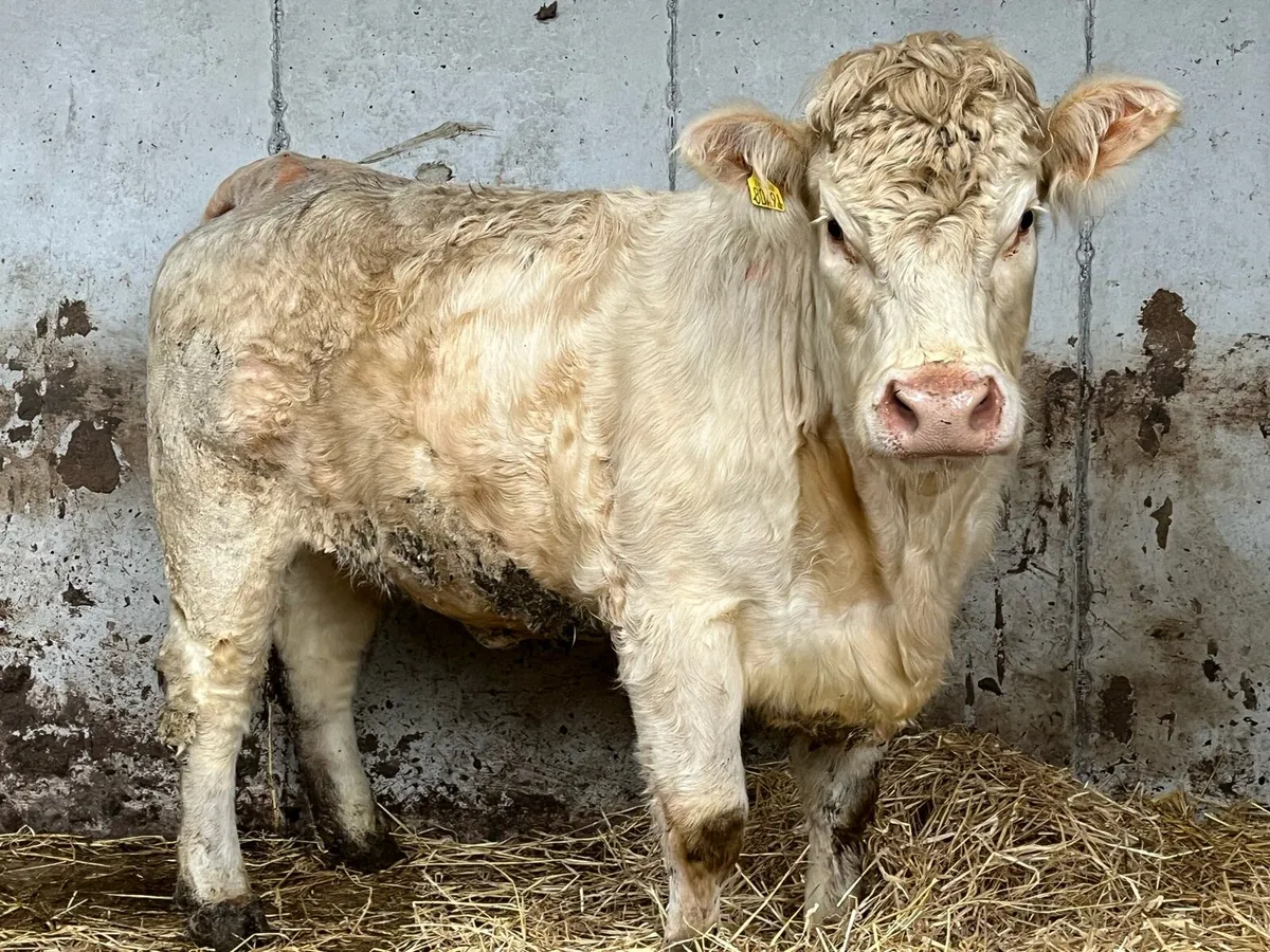 Pedigree Charolais Heifer - Image 1