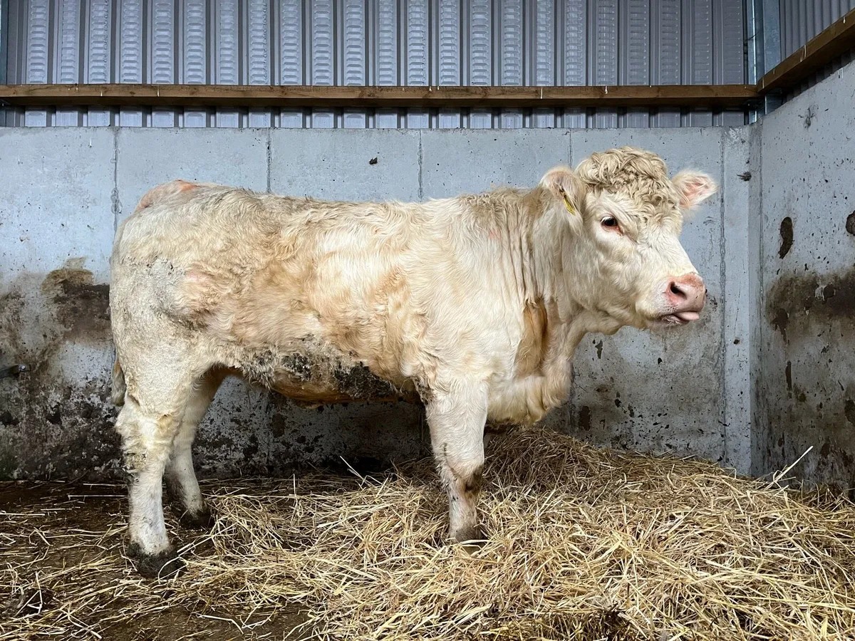 Pedigree Charolais Heifer - Image 2