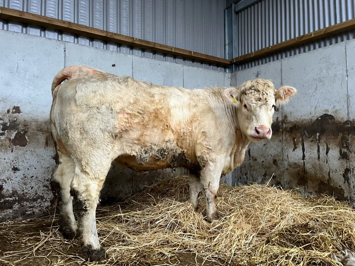 Pedigree Charolais Heifer - Image 3
