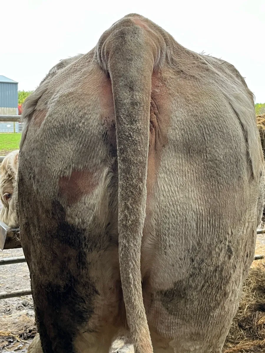 Pedigree Charolais Heifer - Image 4