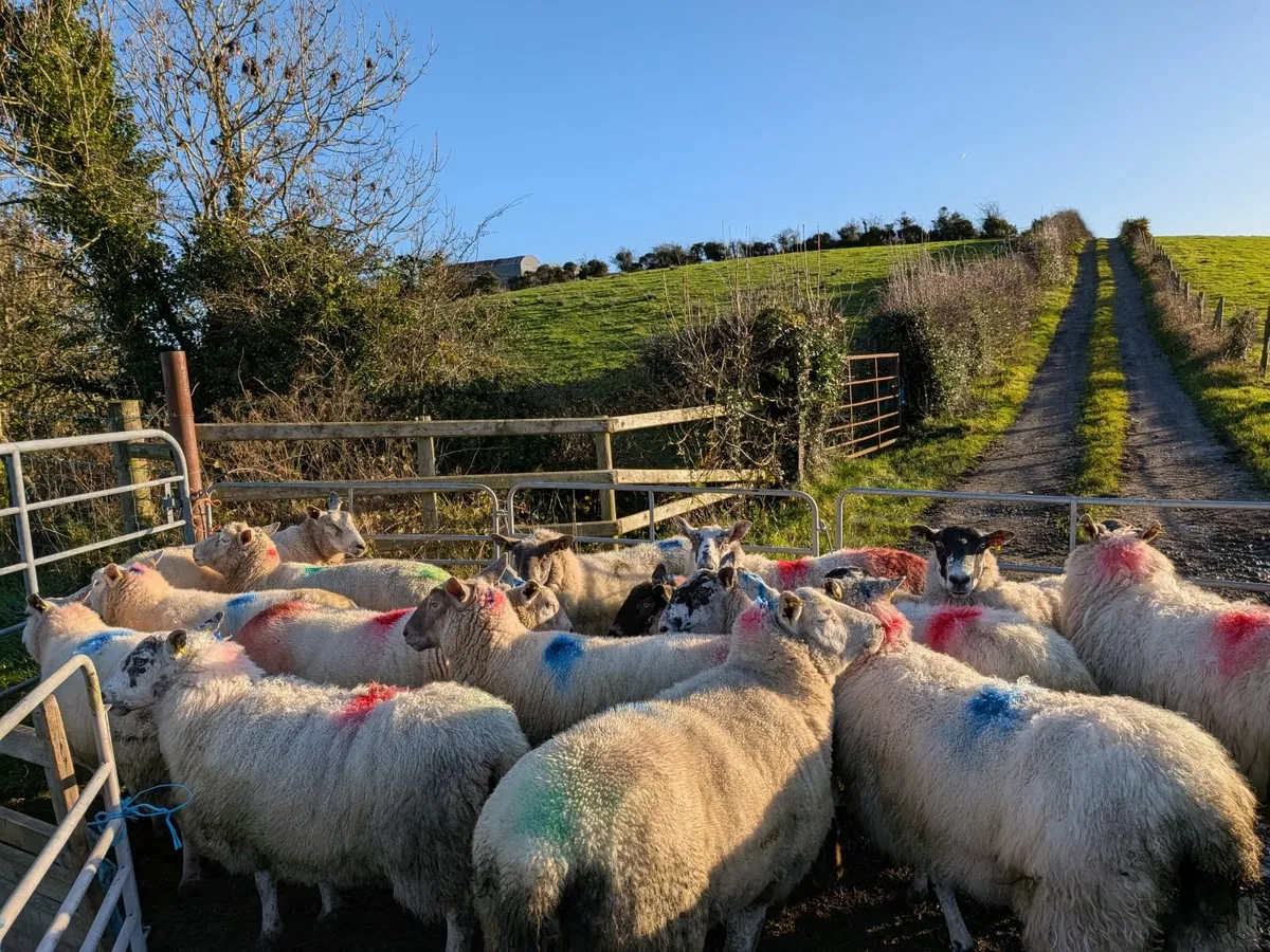 In Lamb ewes - Image 1