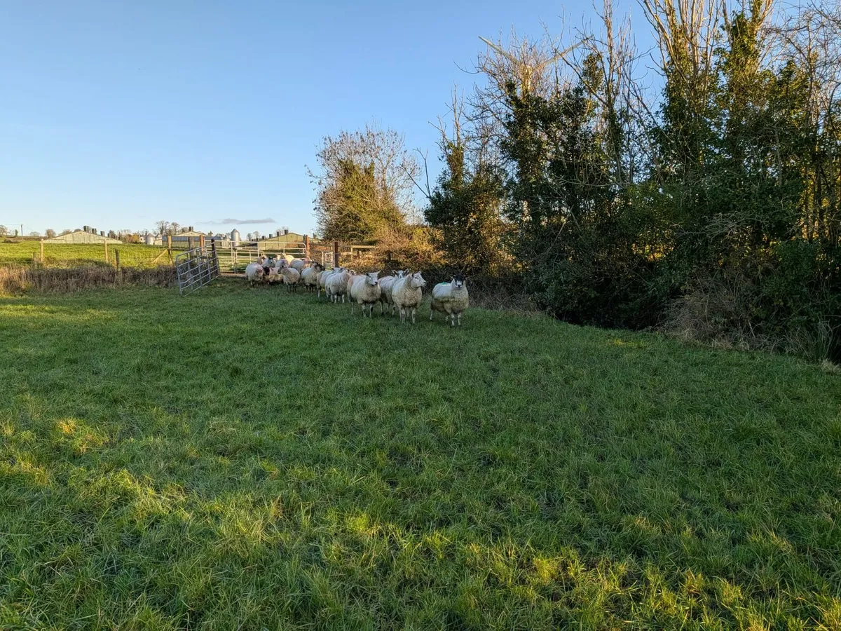 In Lamb ewes - Image 2