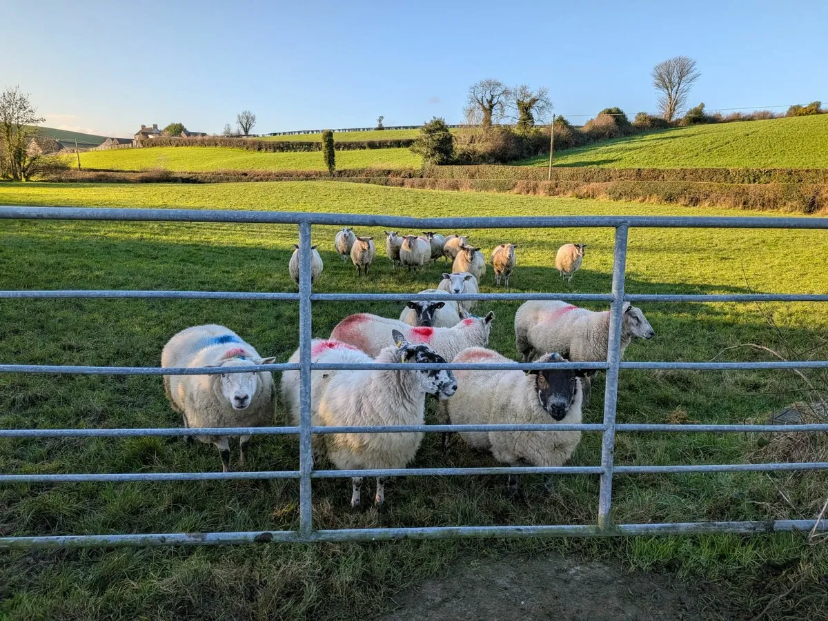 In Lamb ewes - Image 3