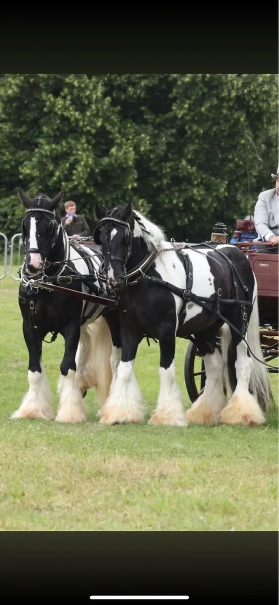 2 Irish cob Stallions at stud - Image 2