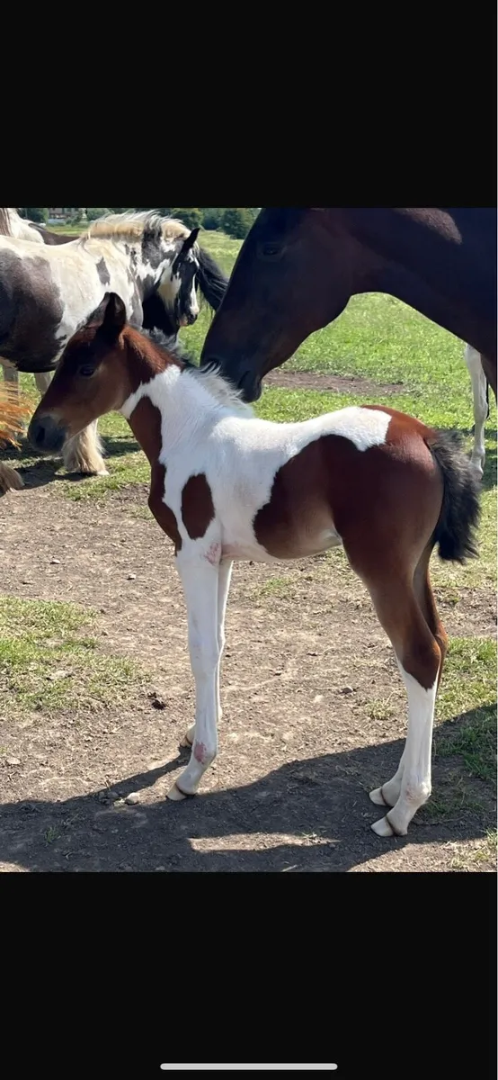 2 Irish cob Stallions at stud - Image 3