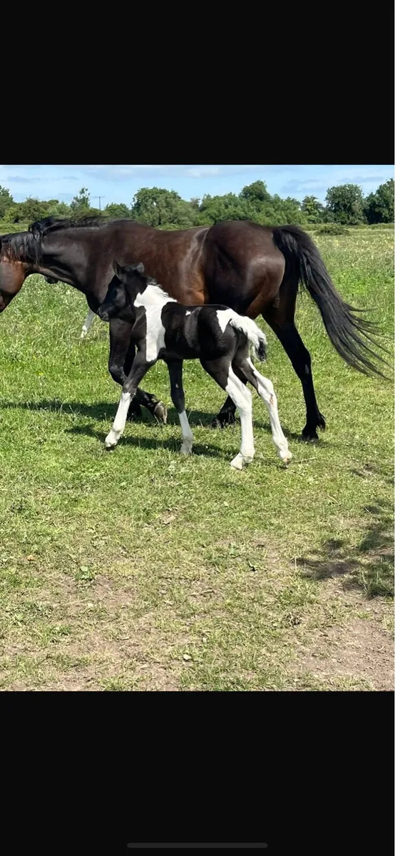 2 Irish cob Stallions at stud - Image 4