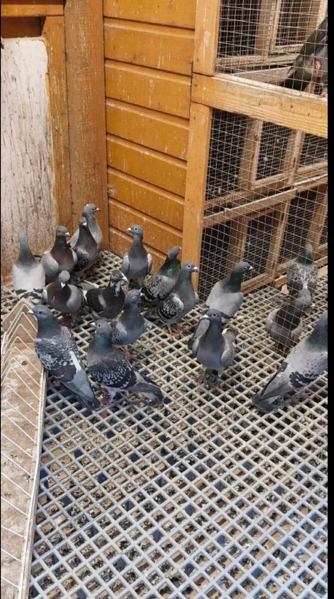 Racing Pigeons (Top Quality) - Image 1