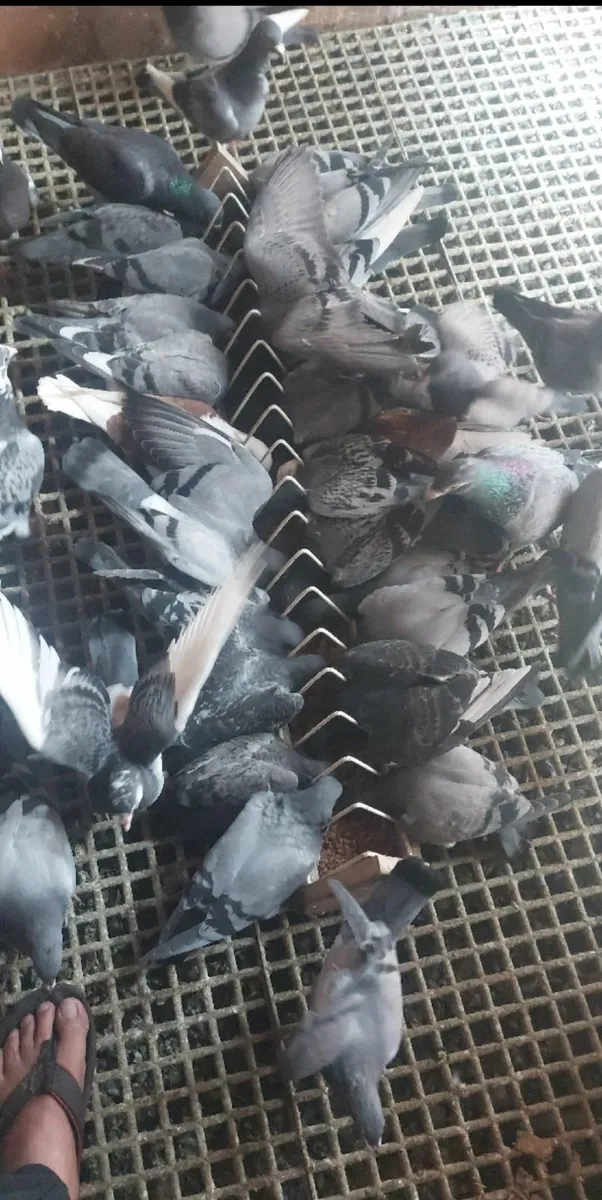 Racing Pigeons (Top Quality) - Image 2