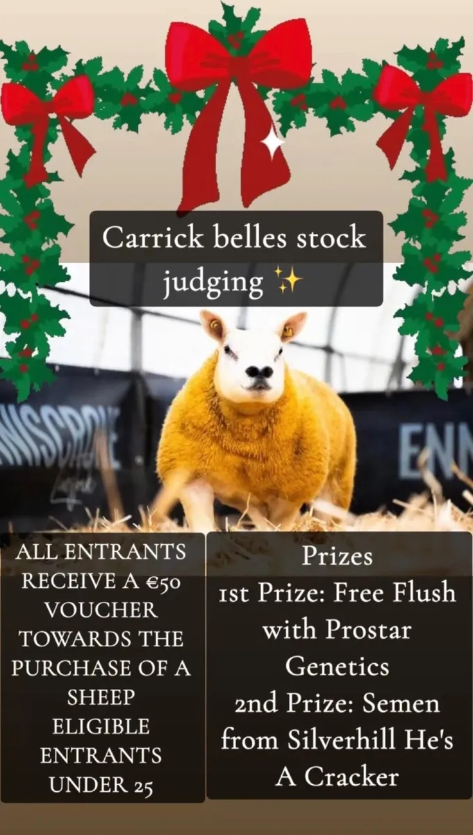 Stock Judging- Carrick Christmas Belles