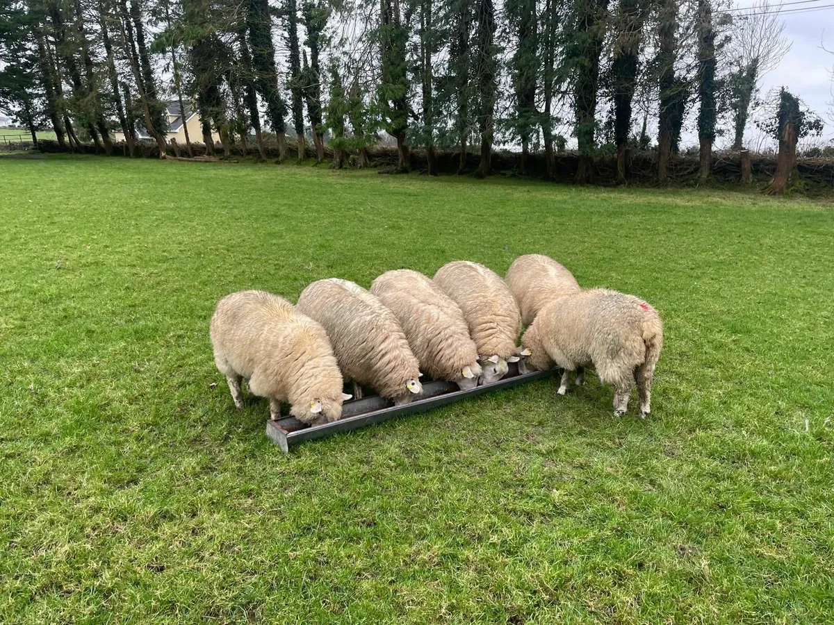 PB Registered Galway Ewe Hoggets - Image 4