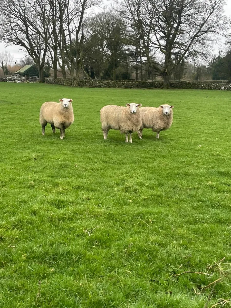 PB Registered Galway Ewe Hoggets - Image 3