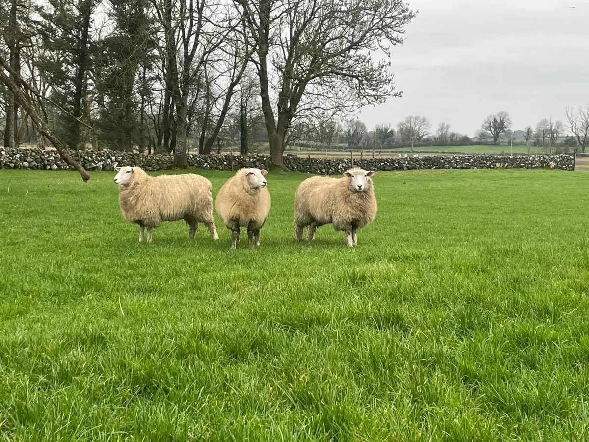 PB Registered Galway Ewe Hoggets - Image 2
