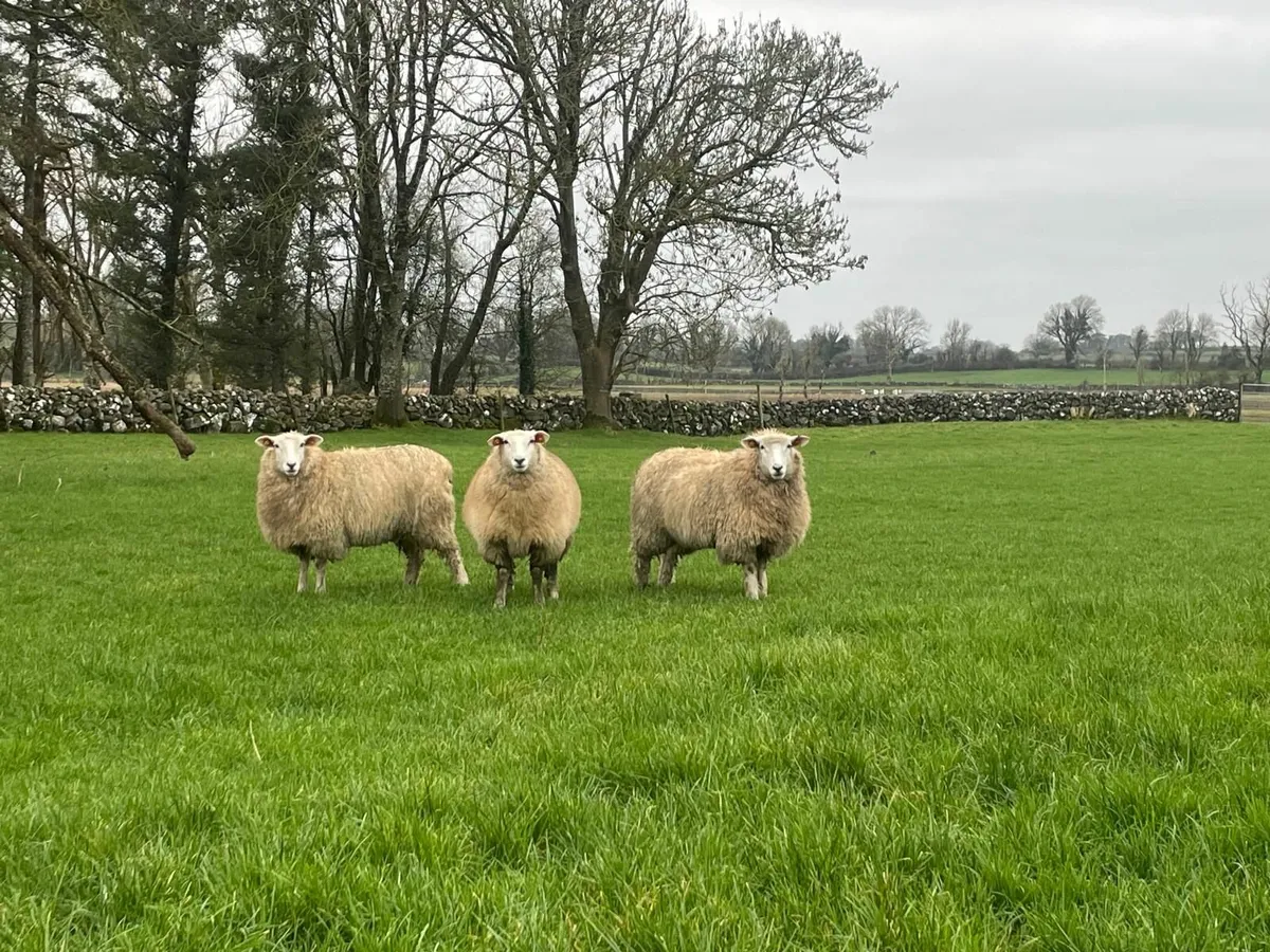 PB Registered Galway Ewe Hoggets - Image 1