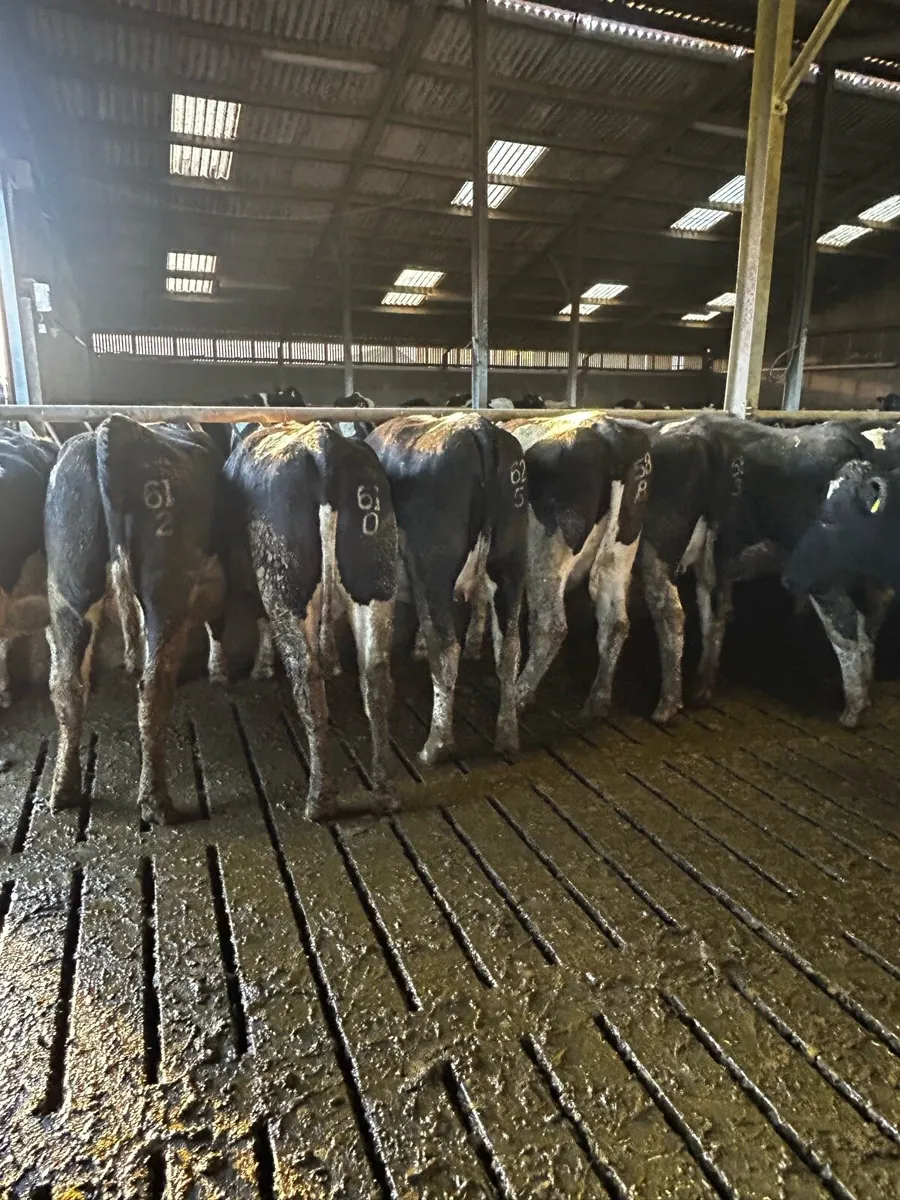 British Friesian In-Calf Heifers - Image 2