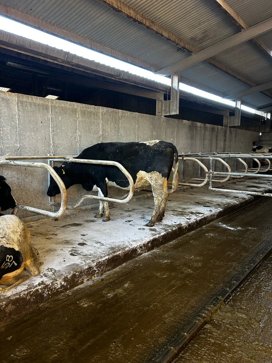 British Friesian In-Calf Heifers - Image 3