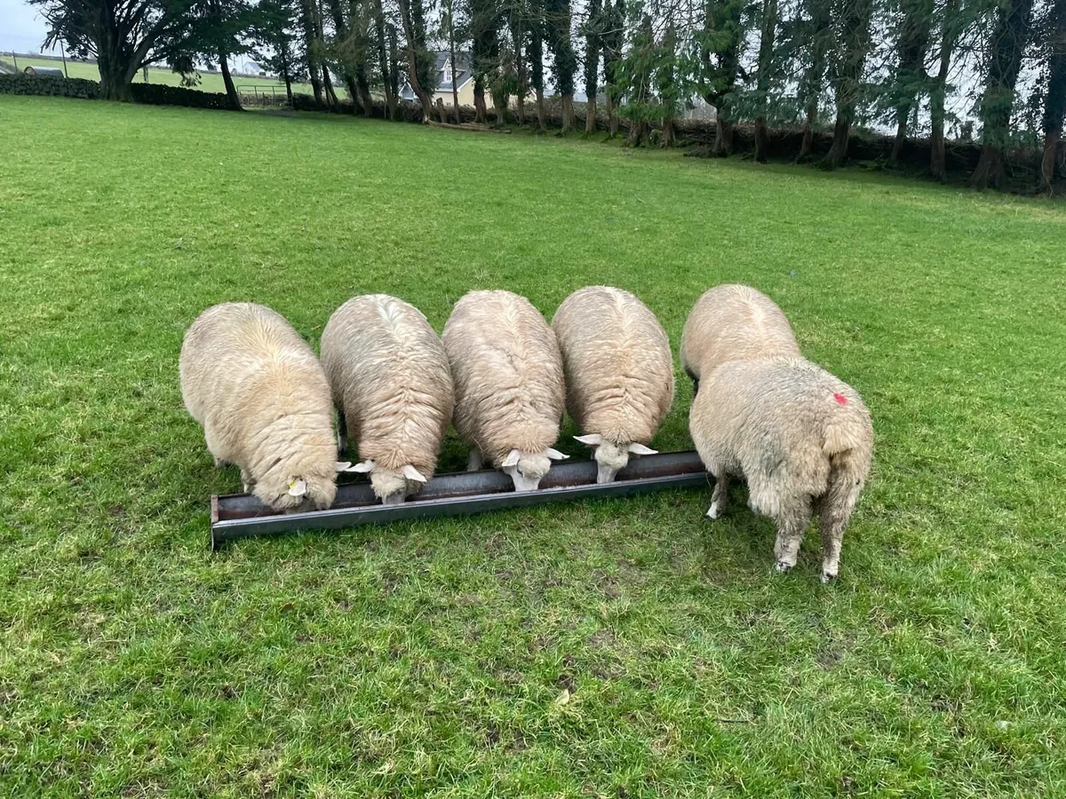 PB Registered Galway Ewe Hoggets - Image 4