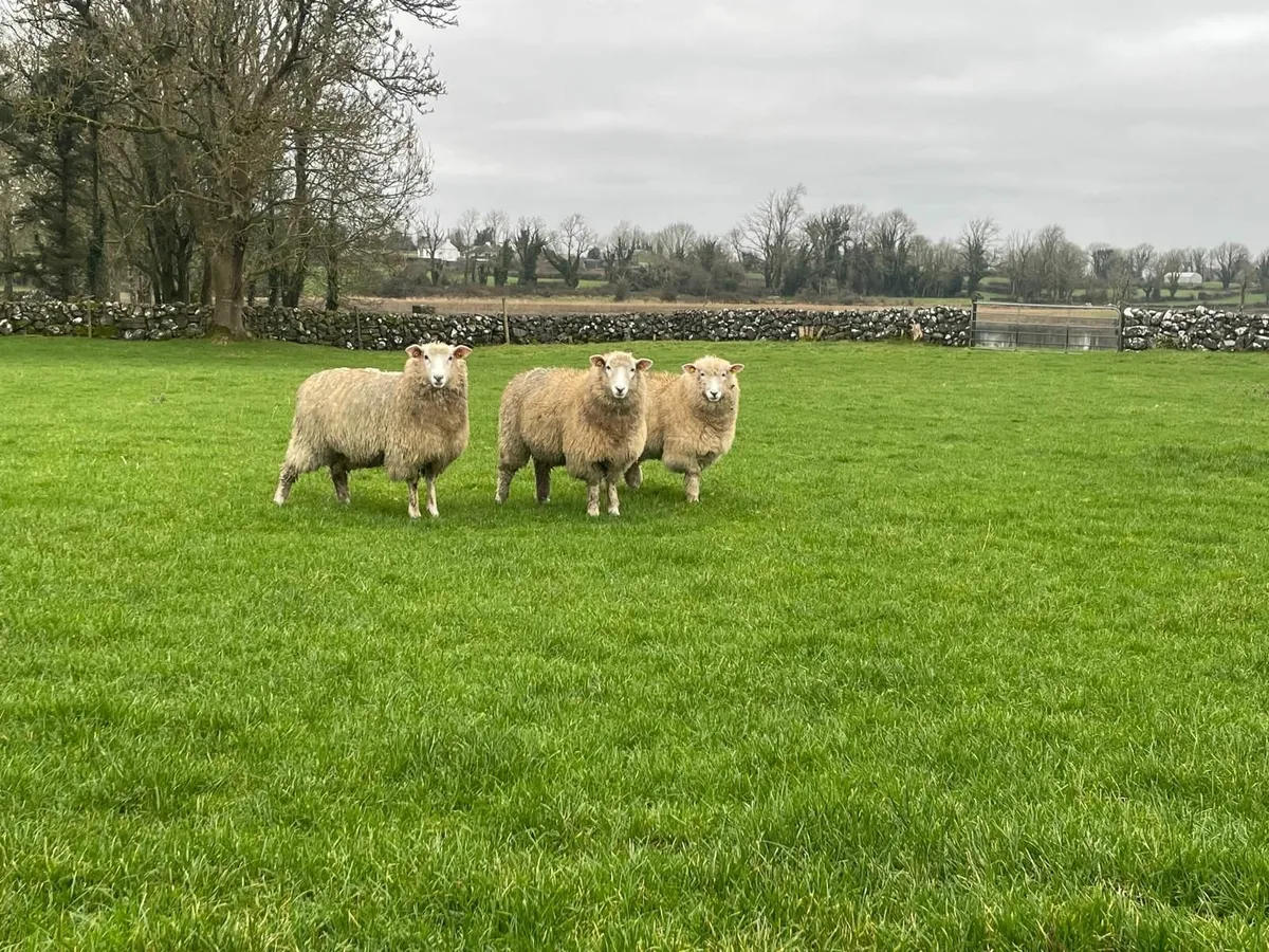 PB Registered Galway Ewe Hoggets - Image 2