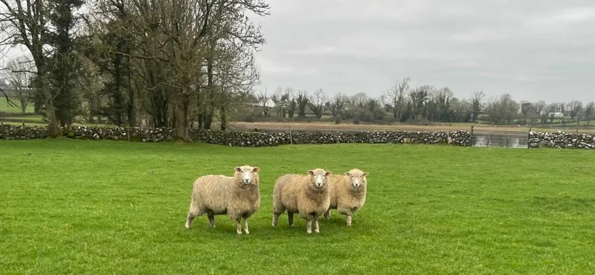 PB Registered Galway Ewe Hoggets - Image 1