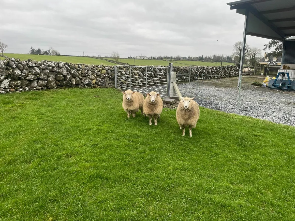 PB Registered Galway Ewe Hoggets - Image 3